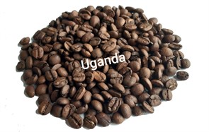 Кофе в зернах Уганда фото